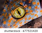 Macro Gecko Eye For Detail
