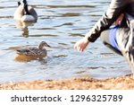 Closeup of girl or woman hand feeding wild ducks and geese birds by lake pond or river water beach shore