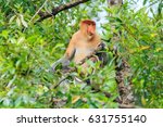 Proboscis Monkey Or Nasalis...