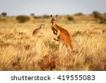 Red Kangaroo Standing Up In...