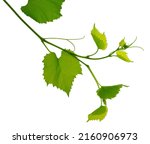 Green fresh grape leaf. grape...