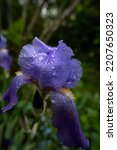 Iris Flowers And Raindrops On...