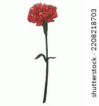 A Single Red Carnation Gift For ...
