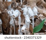 Small photo of Monotropa uniflora, also known as ghost plant, ghost pipe, or Indian pipe, is an herbaceous perennial plant