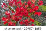 Small photo of Delonix regia: Bright red flowers of Gul Mohar, marks the beginning of summer