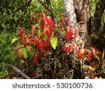 Small photo of Ceylon cinnamon tree, true cinnamon tree, Cinnamomum verum