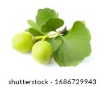 Ginkgo Biloba Fruit With Leaves ...