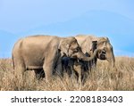 Pair Of Wild Elephants With...