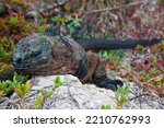 Iguana Sleeping In Galapagos...