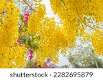 Small photo of Golden Shower, Cassia Fistula, Purging Cassia, Indian Laburnum, or Pudding-Pipe Tree. Southeast Asia Tropical Yellow Flower tree
