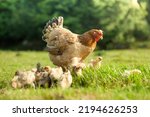 Free range hen grazing free outdoors on a green meadow for a walk in the countryside on a rural farm on a sunny day. Free range mother hen surrounded by newborn chicks. Grazing free range hen concept