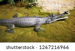 Small photo of A matured male Indian gharial (Gavialis gangeticus), a fish-eating crocodile is resting in shallow water. It develops a hollow bulbous nasal protuberance at the tip of the snout.