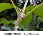 Cotton Mealybugs Attract Weaver ...