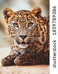 Small photo of Ceylon leopard (Panthera pardus kotiya) detail portrait