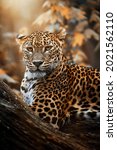 Small photo of Ceylon leopard (Panthera pardus kotiya) detail portrait