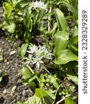Small photo of Allium ursinum - Ail des ours - Ail sauvage - Ail des bois - wild garlic