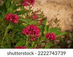Small photo of Romage 10 2022 photo of a moro sphinx butterfly feeding on a centranthus flower