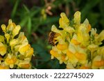 Small photo of Romage 10 2022 photo of a small bee feeding on a toadflax flower