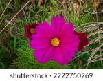 Small photo of Romage 10 2022 beautiful cosmos flower
