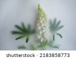 Creative photo of a flower in a blur filter, a branch of white lupines with leaves lies on a white background