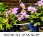 Doritis orchid plants that have ...