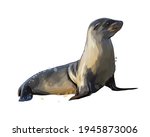 Sea Lion  Seal From A Splash Of ...