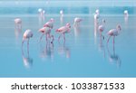 Flock Of Birds Pink Flamingo...
