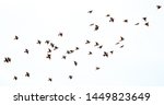 A Flock Of Birds Flying On A...