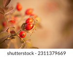 Rosehip close-up on the branches of a bush. Ripe rose hips grow in the garden.