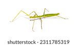 Insect sticks spanish isolated...