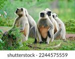 Small photo of Black face Indian Monkeys or Hanuman langurs or indian langur or monkey family or group during outdoor, Monkey Troop. Family of Indian langur black monkeys resting and grooming- Semnopithecus