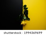 Yellow Rose On Trendy Black And ...