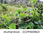 Small photo of Cissus quadrangularis is a perennial plant of the grape family. It is commonly known as veldt grape, winged treebine or adamant creeper.