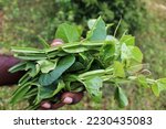 Small photo of Cissus quadrangularis is a perennial plant of the grape family. It is commonly known as veldt grape, winged treebine or adamant creeper.
