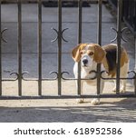 Spotted Beagle Dog Looking...