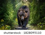The Kamchatka brown bear or Ursus arctos piscator. Bear is coming towards the camera. Closeup of kamchatka brown bear.