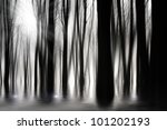 Spooky Woods In Black And White ...