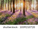 Beautiful woodland bluebell forest in spring. Purple and pink flowers under tree canopys with sunrise at dawn