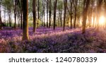 Bluebell Forest Alive At...
