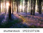 Bluebell Woods Path Sunrise In...