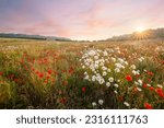 Wild flowers in a meadow with...