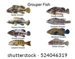 Grouper Fish Set Marine Fish...