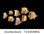 Herd Butterflyfish Collection...