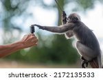 Small photo of Cute dusky langur (spectacled langur) with camera.