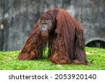 Close Up Of Orangutans ...
