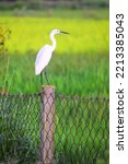 Small photo of The little egret bird The little egret is a species of small heron. It has a long neck and a slender, elegant body bedecked in entirely white plumage. In the breeding season, little egrets have two, l