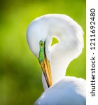 Great White Egret With Bright...