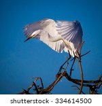 Great White Egret Landing On...