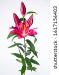 Small photo of Lilium Oriental Grp Bombastic - bulb flower
