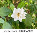 Small photo of Cape Jasmine, Gardenia jasmine (Gardenia jasminoides J.Ellis)